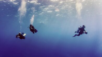 Best Places To Scuba Dive In Africa