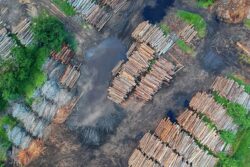 Aerial view of pile of woods were cut in the forest